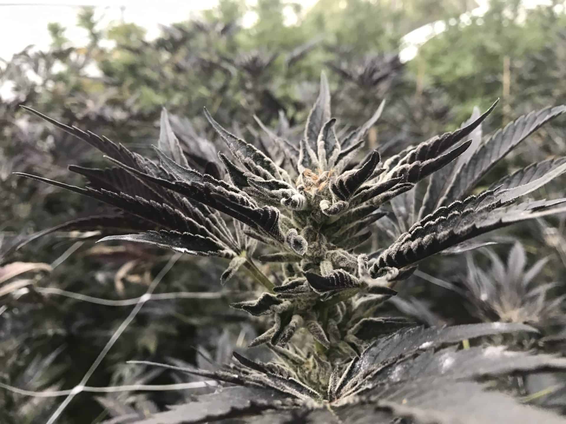 תפרחת קנאביס סגולה